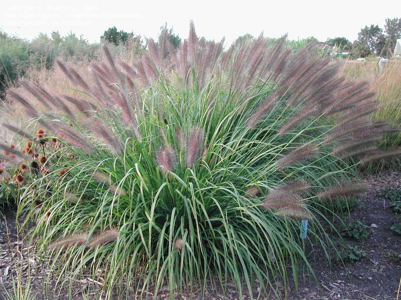 Pennisetumalopecuroides Red Head